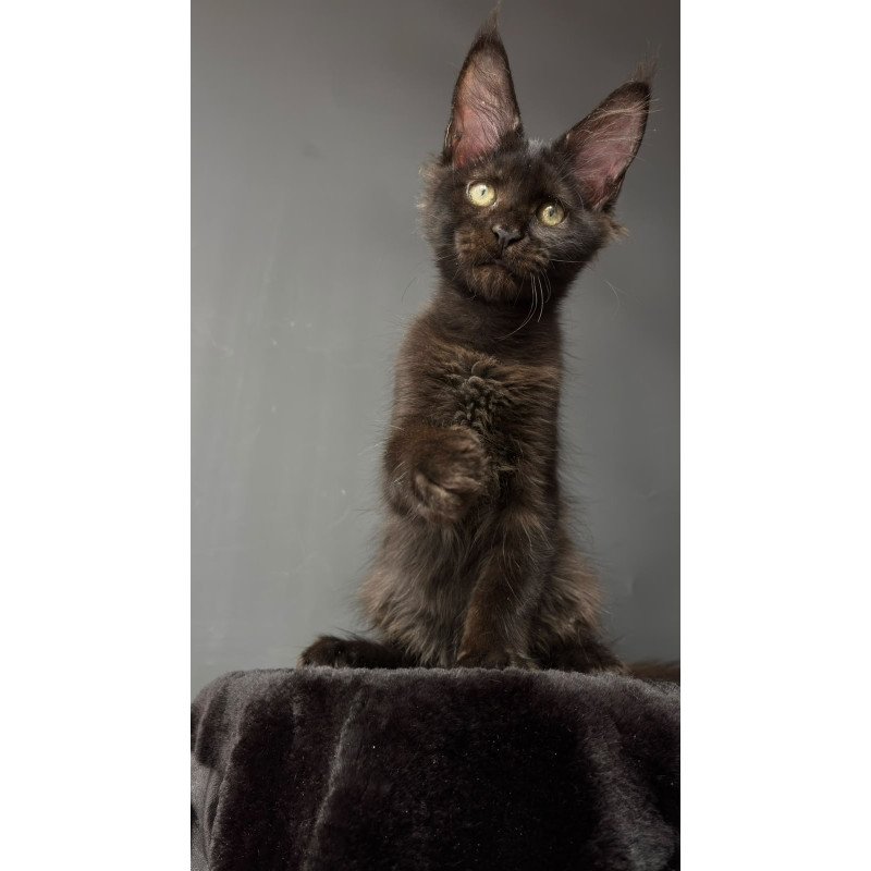 Maine Coon NOV Cherry