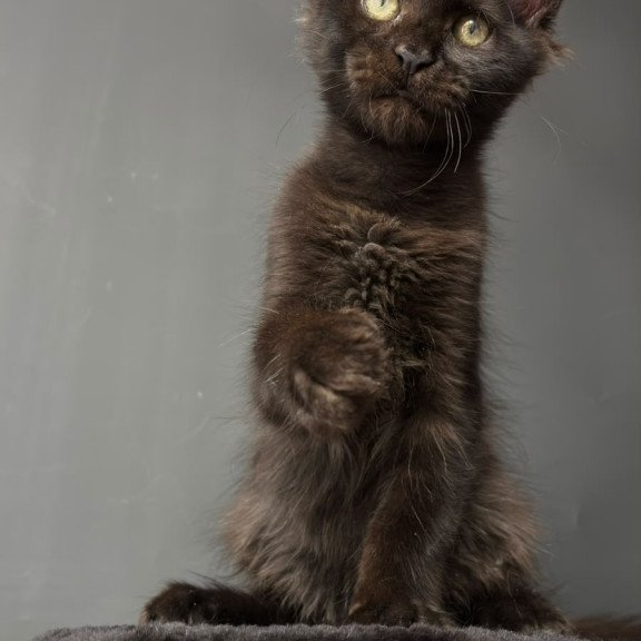 Maine Coon NOV Cherry