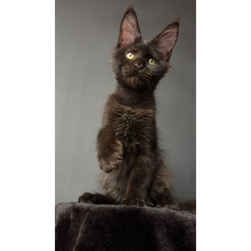 Maine Coon NOV Cherry