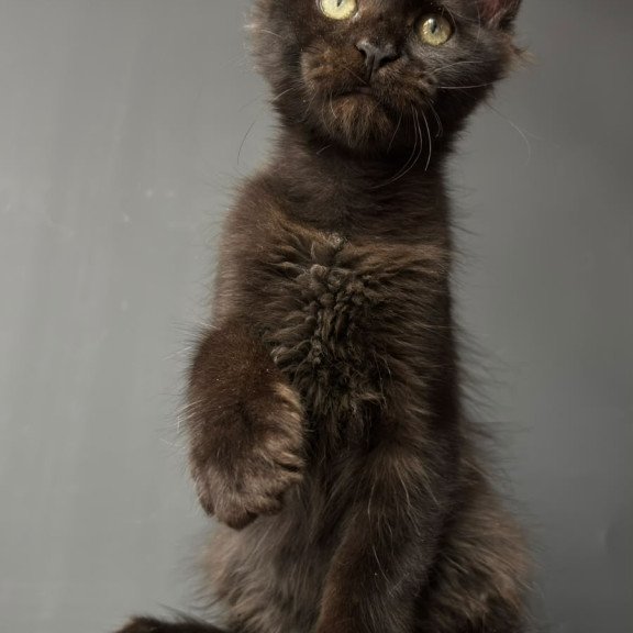 Maine Coon NOV Cherry