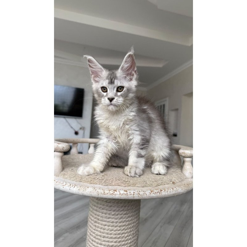 Maine Coon NOV Prosecco