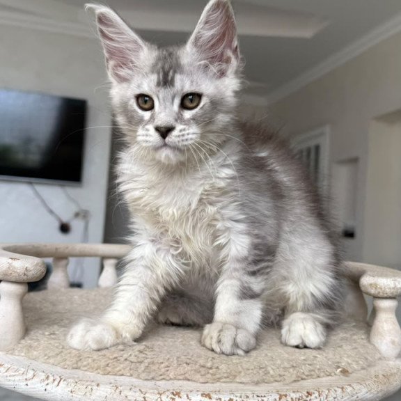 Maine Coon NOV Prosecco