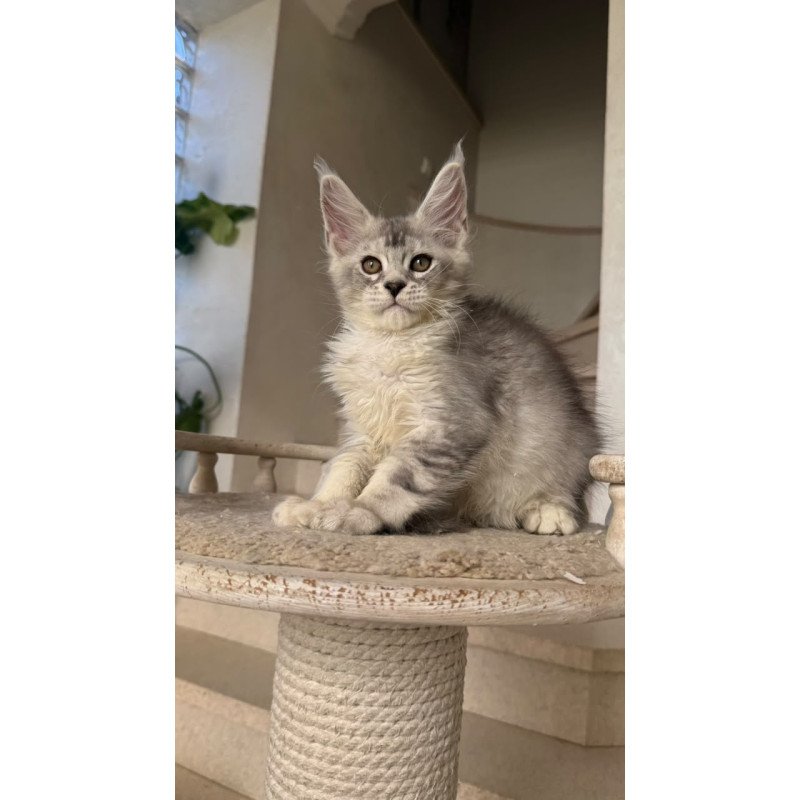 Maine Coon NOV Prosecco