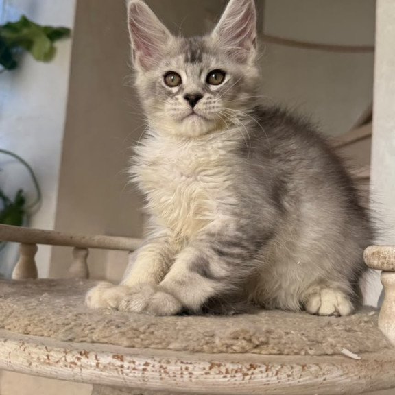 Maine Coon NOV Prosecco