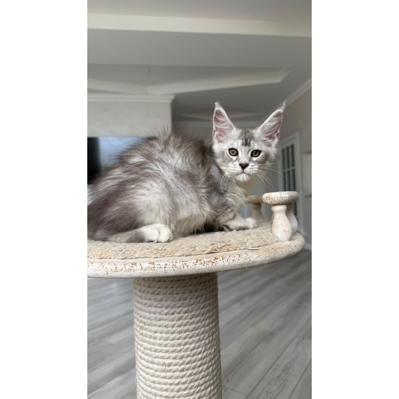 Maine Coon NOV Prosecco