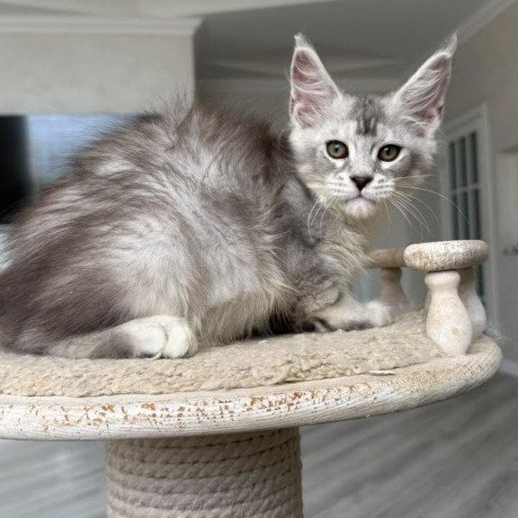 Maine Coon NOV Prosecco