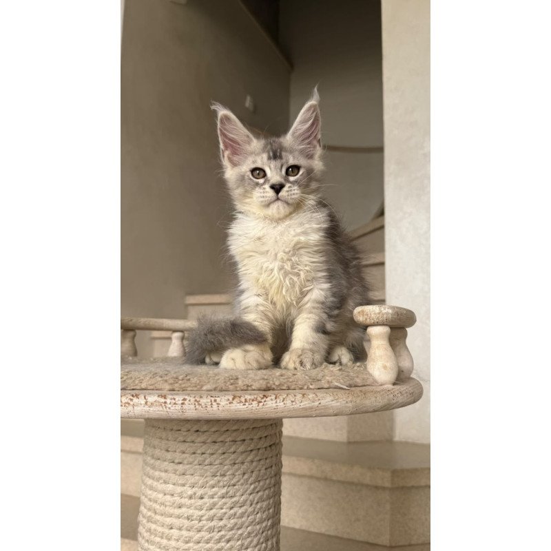 Maine Coon NOV Prosecco