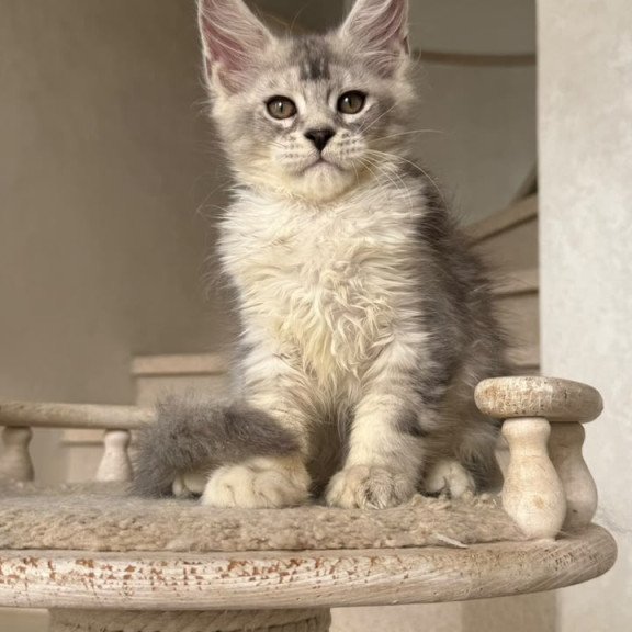 Maine Coon NOV Prosecco