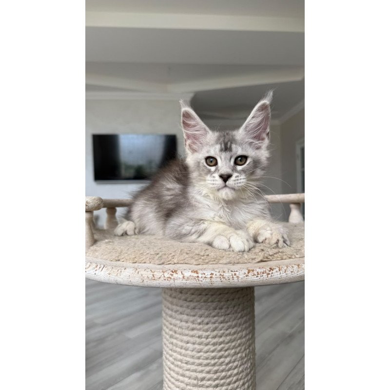 Maine Coon NOV Prosecco