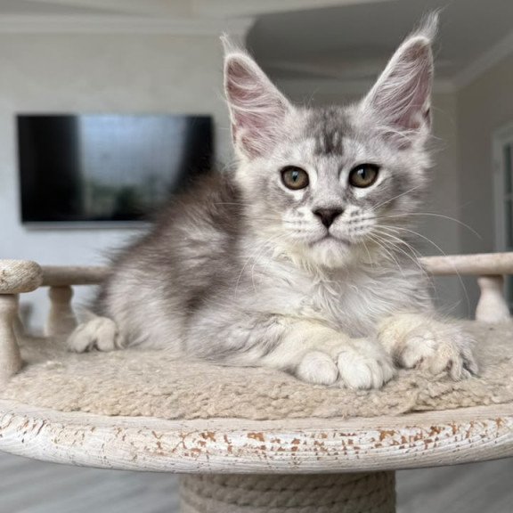 Maine Coon NOV Prosecco