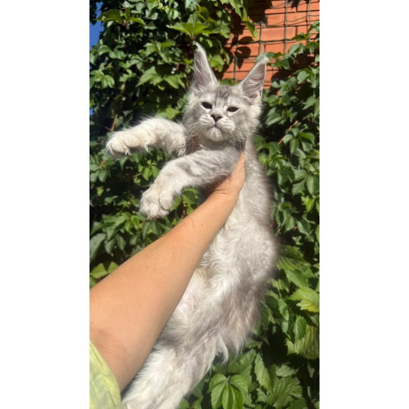 Maine Coon NOV Prosecco