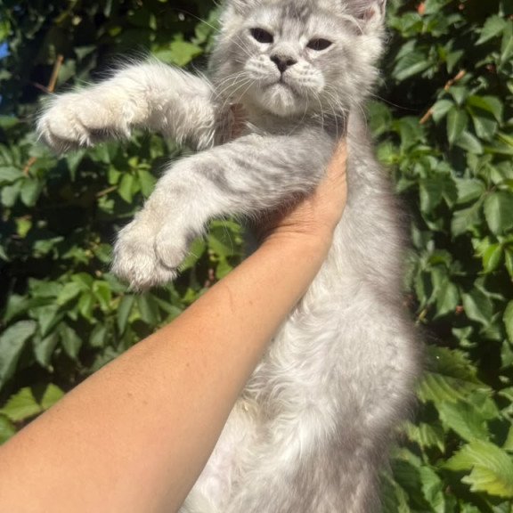 Maine Coon NOV Prosecco