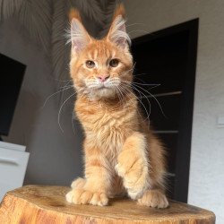 Maine Coon NOV Vivid...