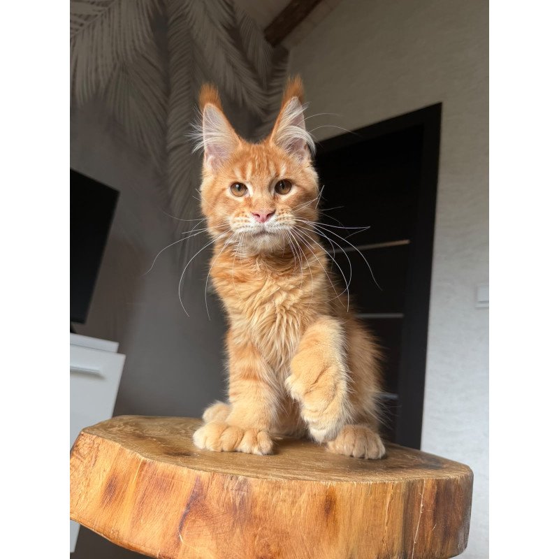 Maine Coon NOV Vivid Polydactyl