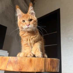 Maine Coon NOV Vivid...