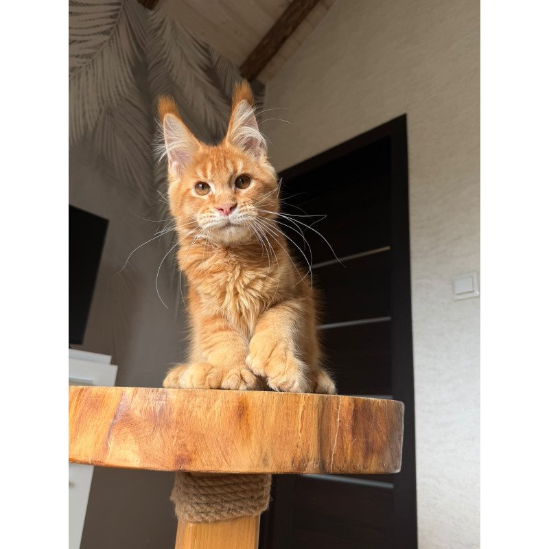 Maine Coon NOV Vivid Polydactyl