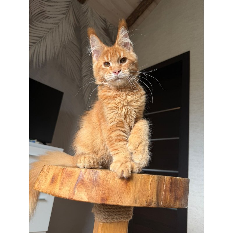 Maine Coon NOV Vivid Polydactyl