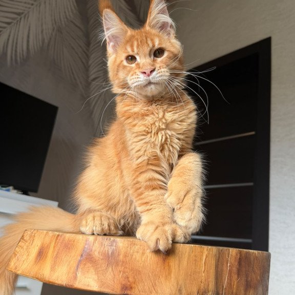 Maine Coon NOV Vivid Polydactyl