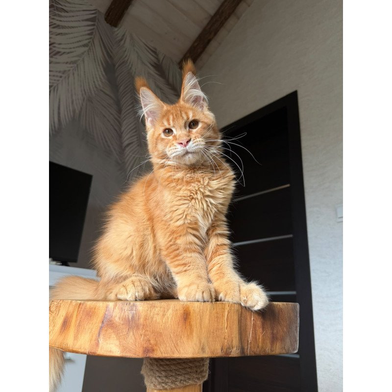 Maine Coon NOV Vivid Polydactyl