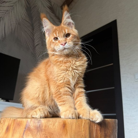 Maine Coon NOV Vivid Polydactyl