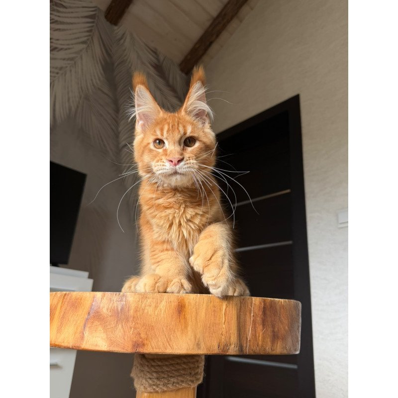 Maine Coon NOV Vivid Polydactyl
