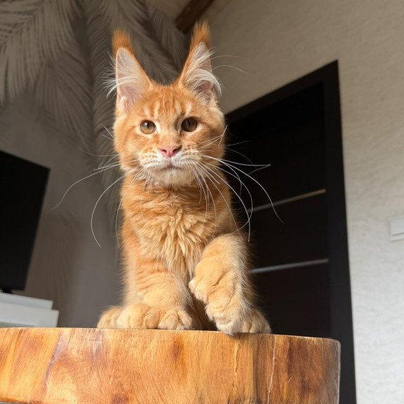 Maine Coon NOV Vivid Polydactyl
