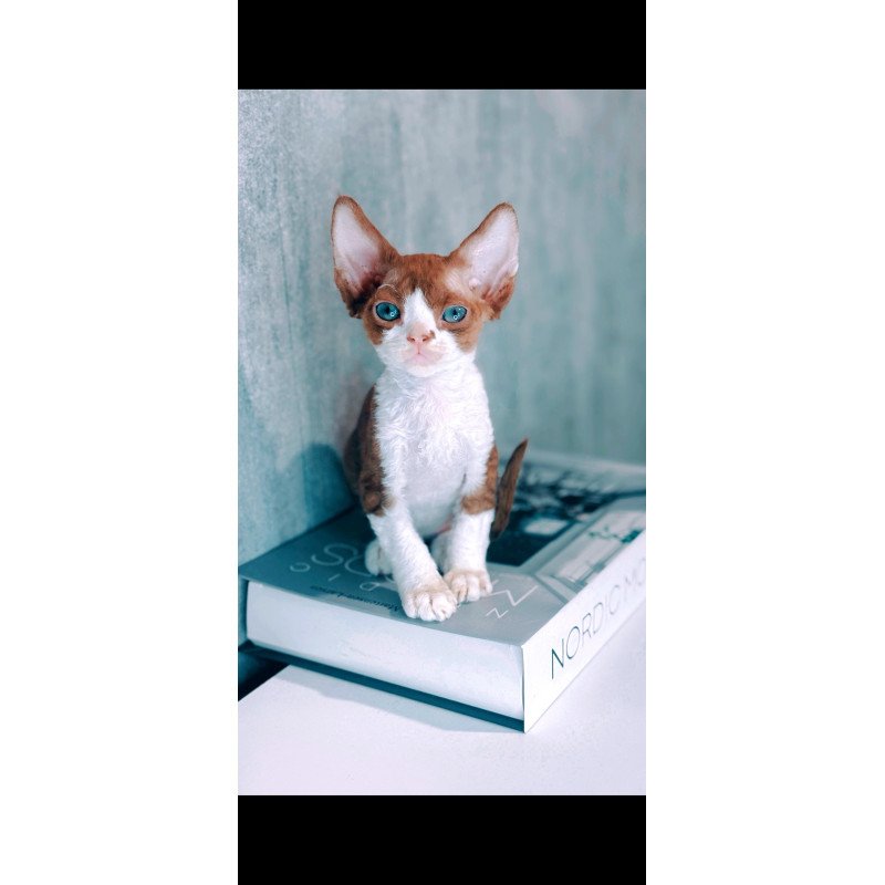 Devon Rex NOV Milka