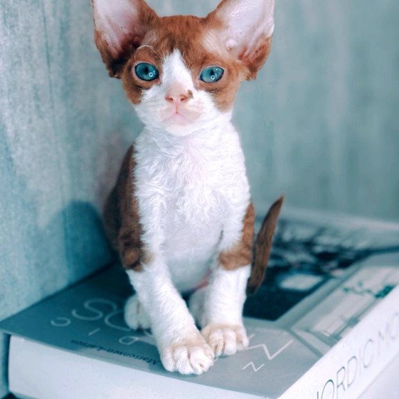 Devon Rex NOV Milka