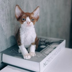 Devon Rex NOV Milka
