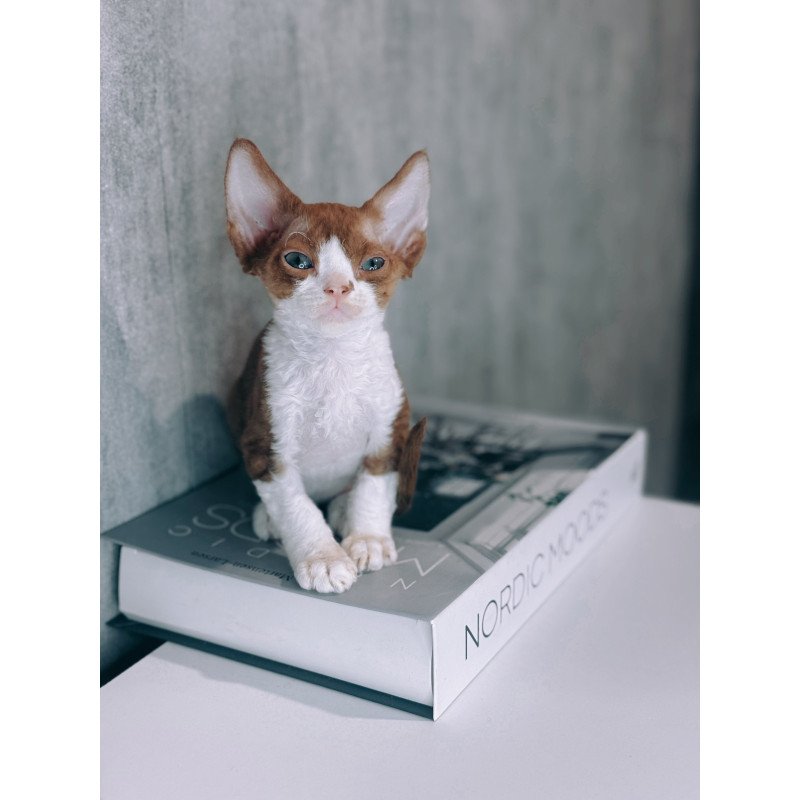Devon Rex NOV Milka