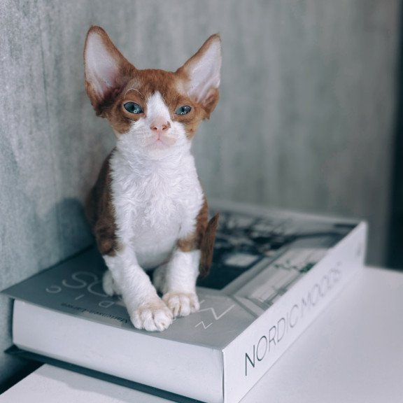 Devon Rex NOV Milka