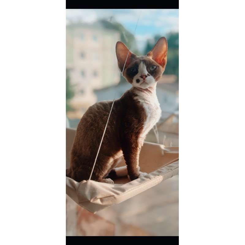 Devon Rex NOV Lily