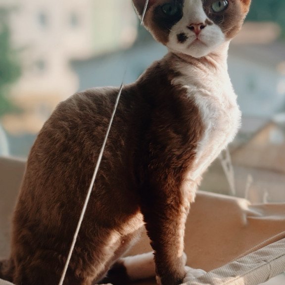 Devon Rex NOV Lily