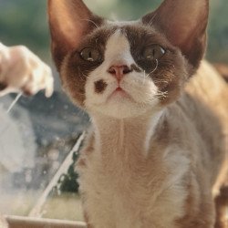 Devon Rex NOV Lily