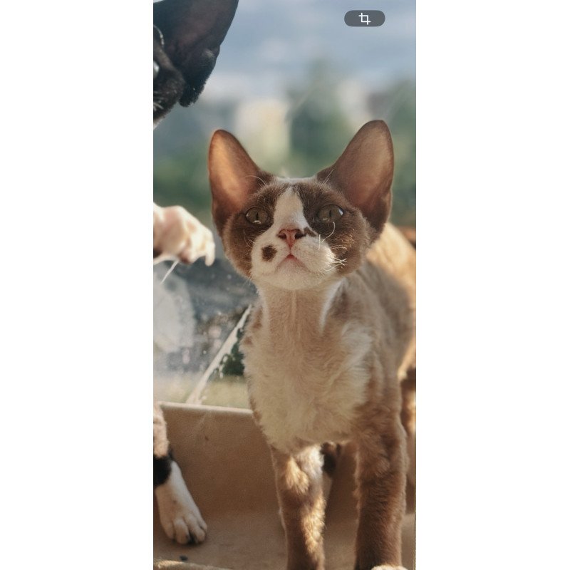 Devon Rex NOV Lily