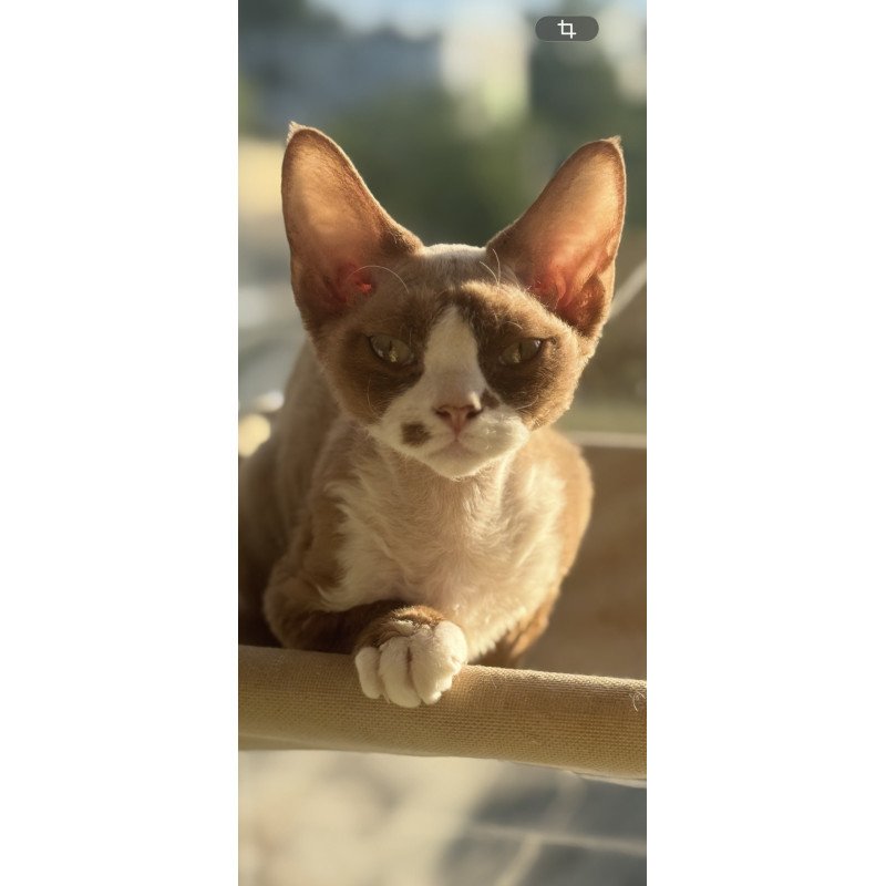 Devon Rex NOV Lily