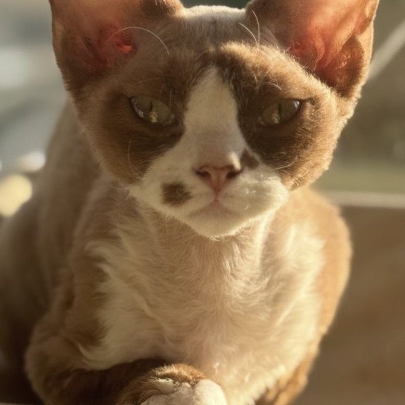 Devon Rex NOV Lily