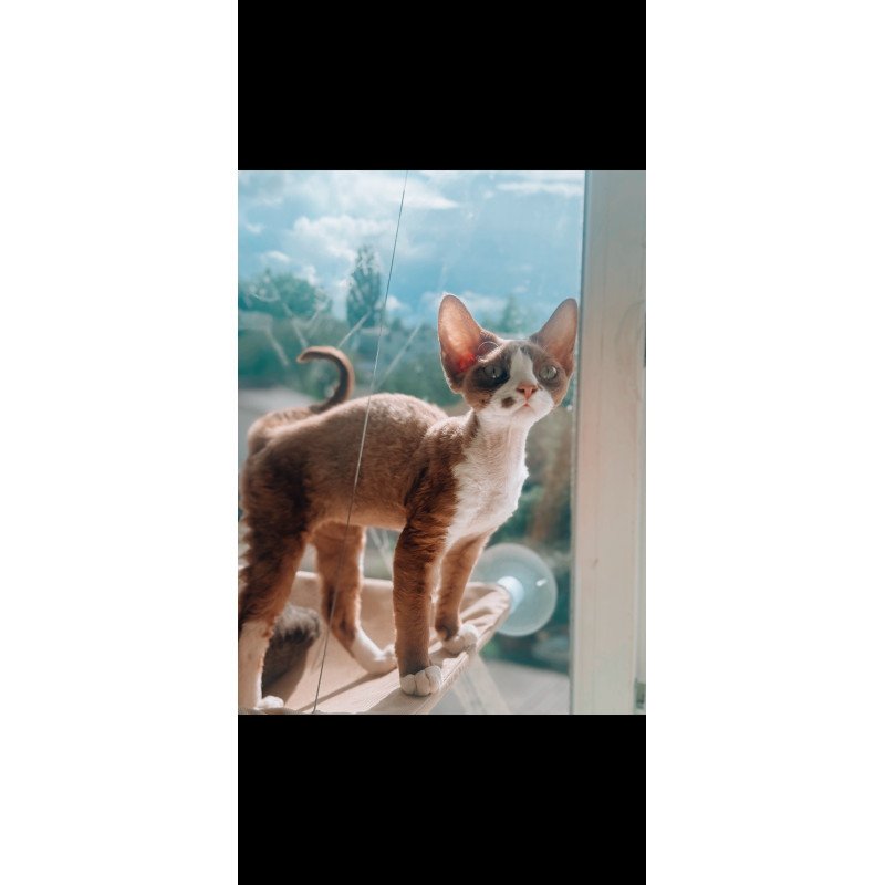 Devon Rex NOV Lily