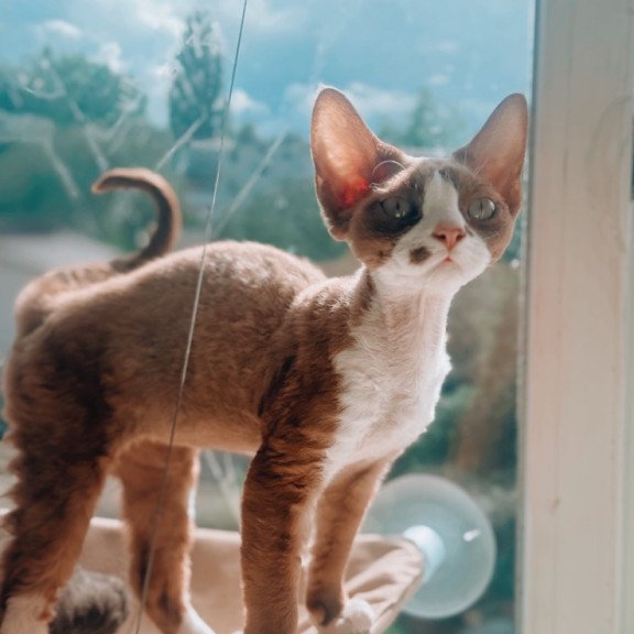 Devon Rex NOV Lily