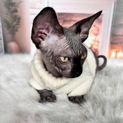 Bambino NOV Baron