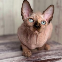 Sphynx NOV Alice
