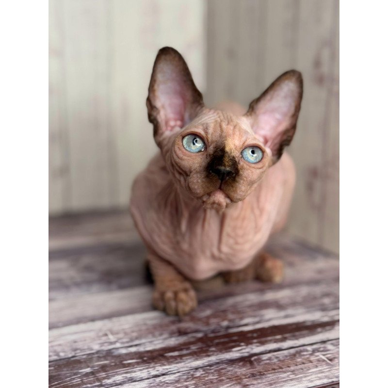 Sphynx NOV Alice