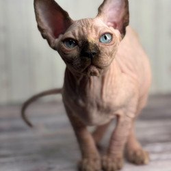 Sphynx NOV Alice