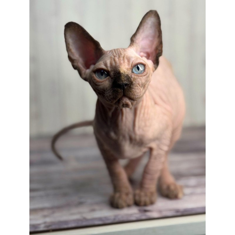 Sphynx NOV Alice
