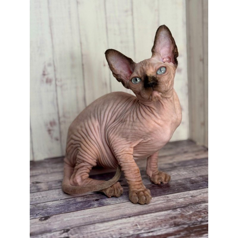 Sphynx NOV Alice
