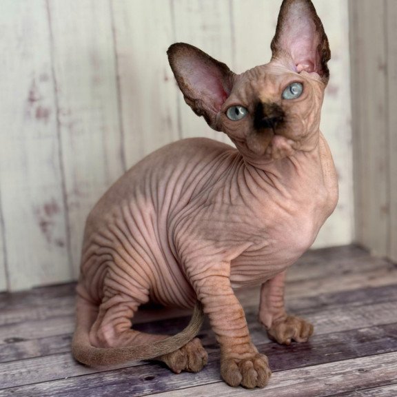 Sphynx NOV Alice