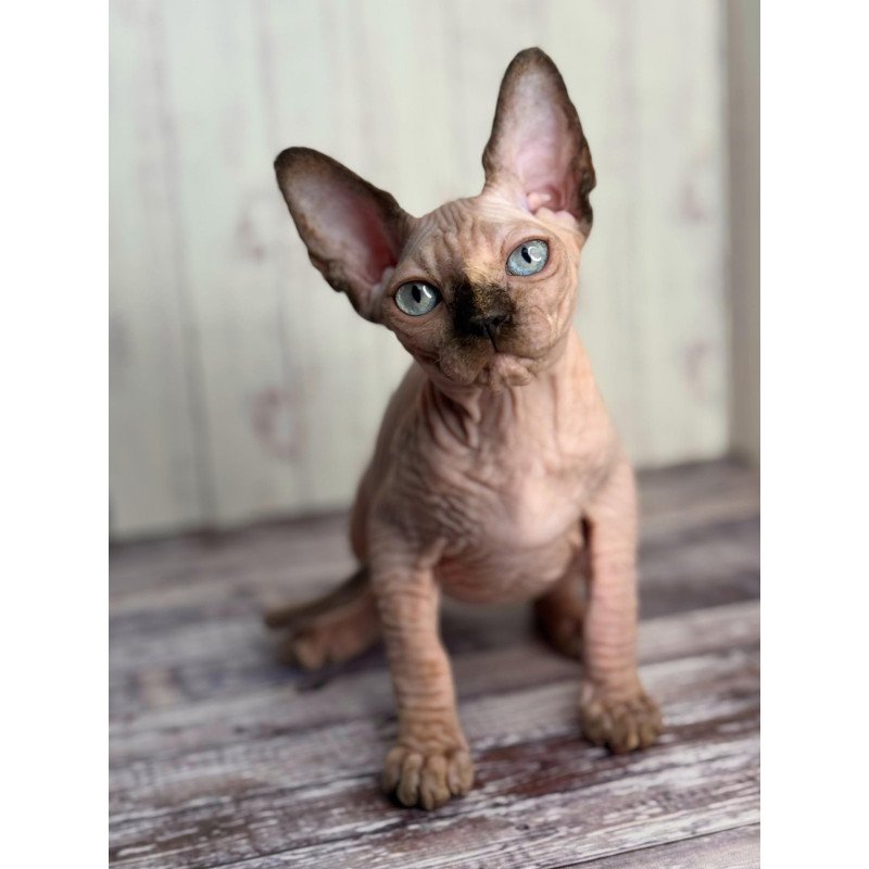 Sphynx NOV Alice