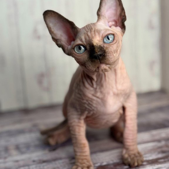 Sphynx NOV Alice