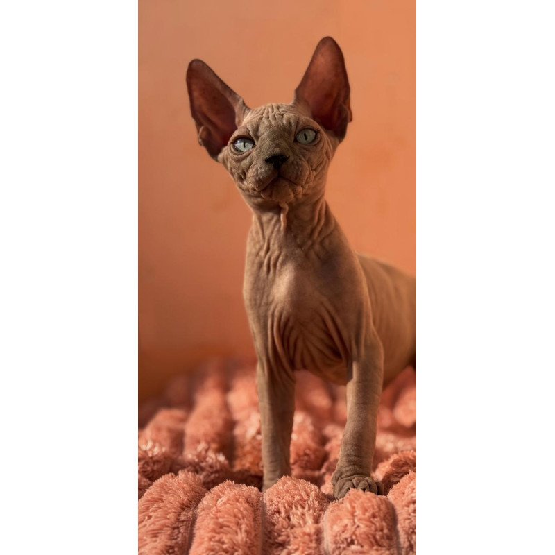 Sphynx NOV Flint