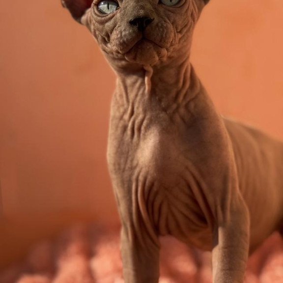 Sphynx NOV Flint